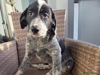 Meticcio cani Cuccioli meticci - Annuncio 29