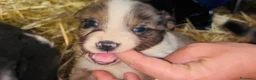 Australian Shepherd cani in vendita: Cuccioli pastore australiano  - Annuncio 1