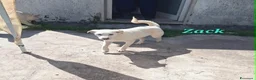Meticcio cani in regalo: Zac in adozione - Annuncio 3
