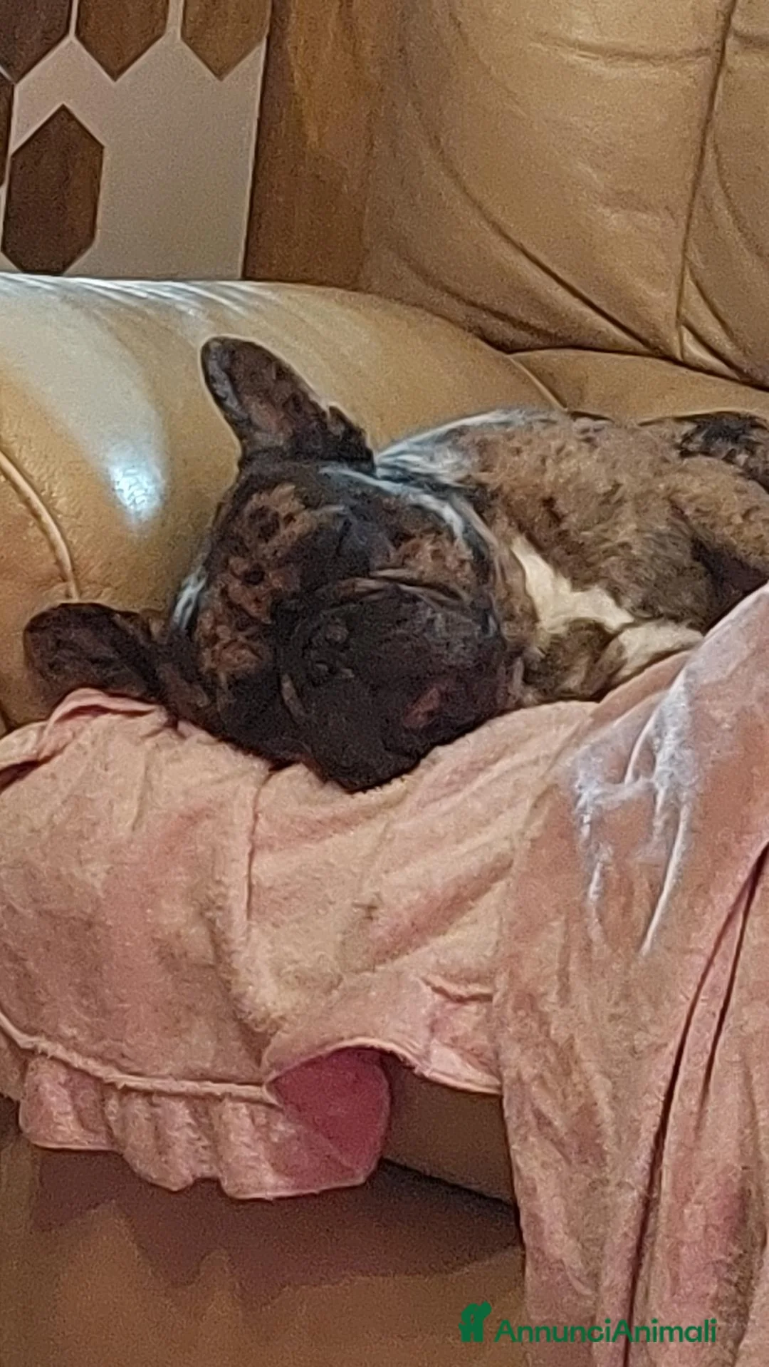 Bulldog Francese cani in vendita: Bulldog francese,6 belissime polpette a Provincia di Brescia - Annuncio 4