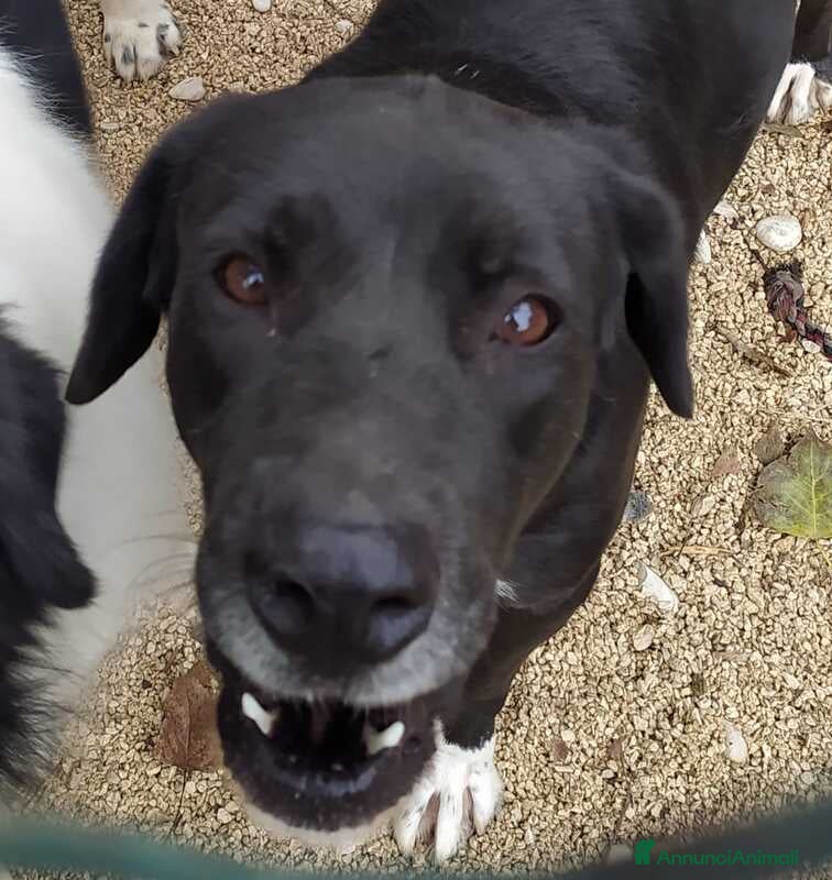 Meticcio cani PENELOPE STA CERCANDO LA SUA FAMIGLIA - Annuncio 42