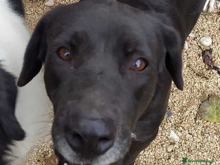 Meticcio cani PENELOPE STA CERCANDO LA SUA FAMIGLIA - Annuncio 34