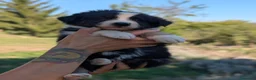 Australian Shepherd cani in vendita: Cuccioli pastore australiano - Annuncio 12