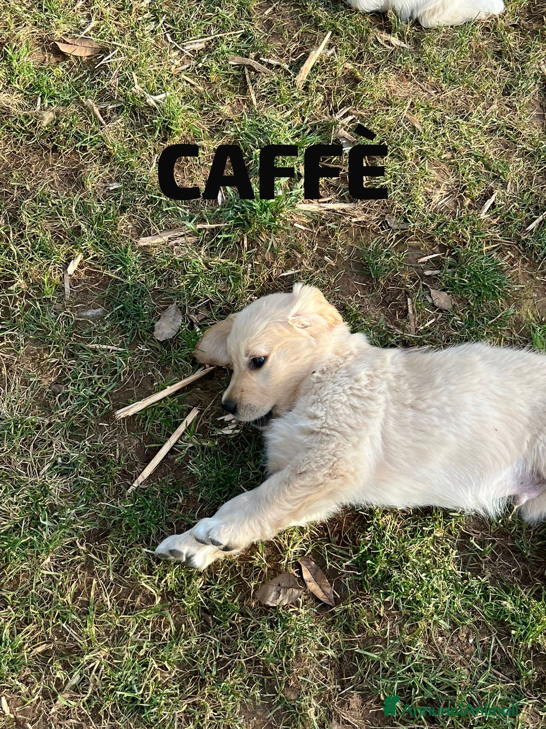 Golden Retriever cani in vendita: Golden Retriever  - Annuncio 3