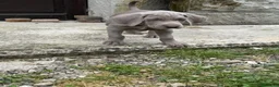 Weimaraner cani in vendita:  CUCCIOLI DISPONIBILI di Weimaranner  - Annuncio 9