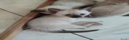 Thai gatti in vendita: Siamese tradizionale, Thai microchip Pedigree  - Annuncio 2