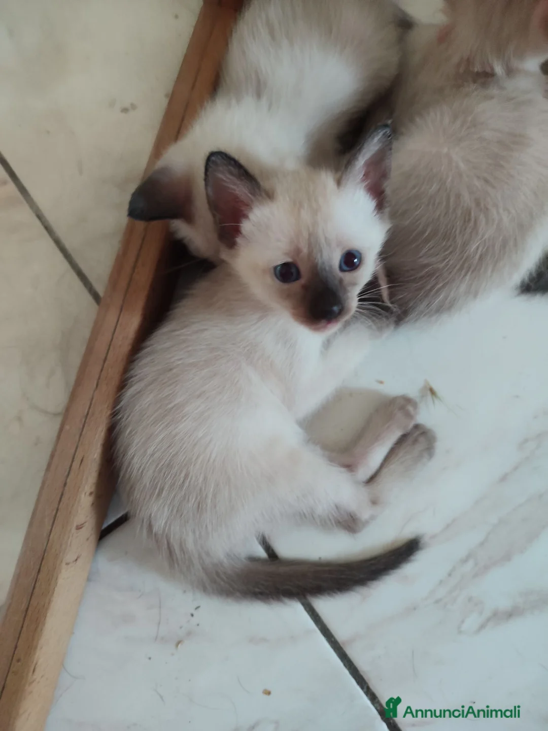 Thai gatti in vendita: Siamese tradizionale, Thai microchip Pedigree  - Annuncio 2