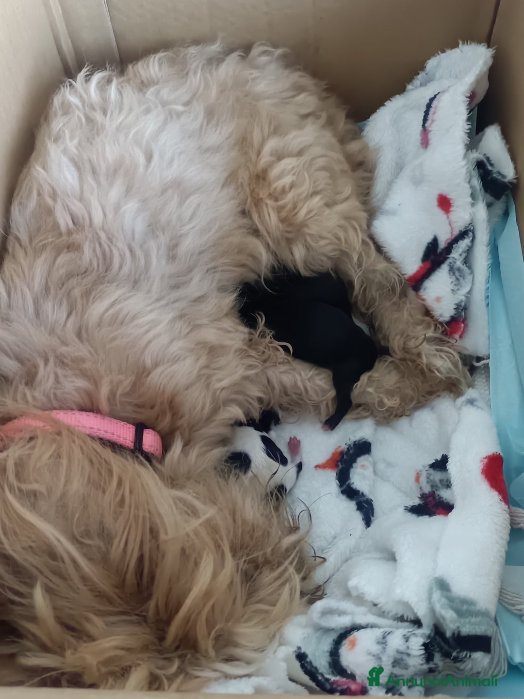 Bichon cani in vendita: CUCCIOLI BICHON HAVANAIS - Annuncio 8