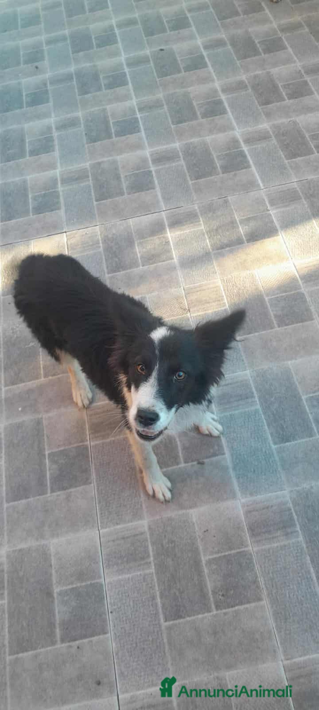 Meticcio cani in regalo: dolce priscilla in regalo - Annuncio 1