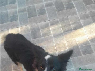 Meticcio cani dolce priscilla in regalo - Annuncio 13