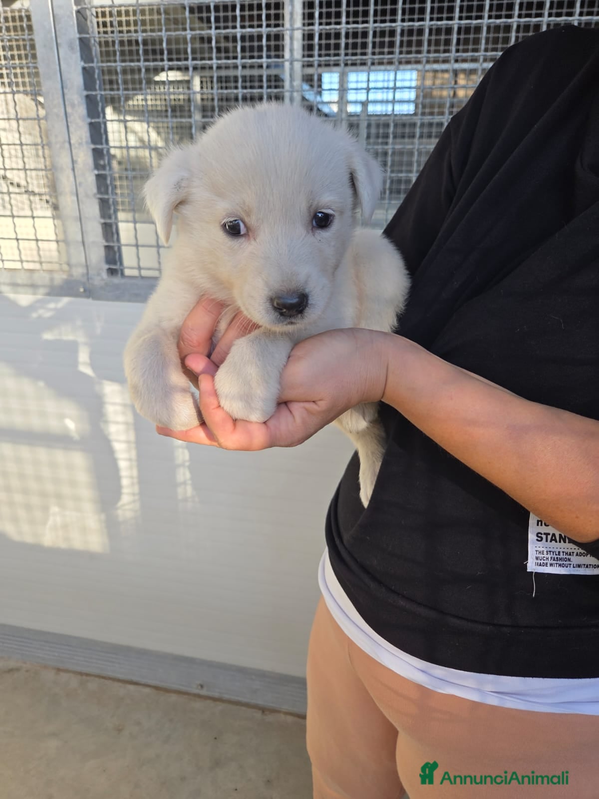 Golden Retriever cani Splendidi cuccioli simil golden retriever  - Annuncio 5