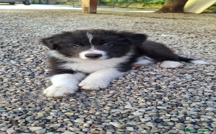 Border Collie cani BORDER COLLIE  - Annuncio 5