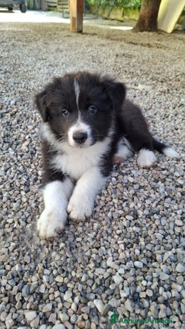 Border Collie cani BORDER COLLIE - Annuncio 5