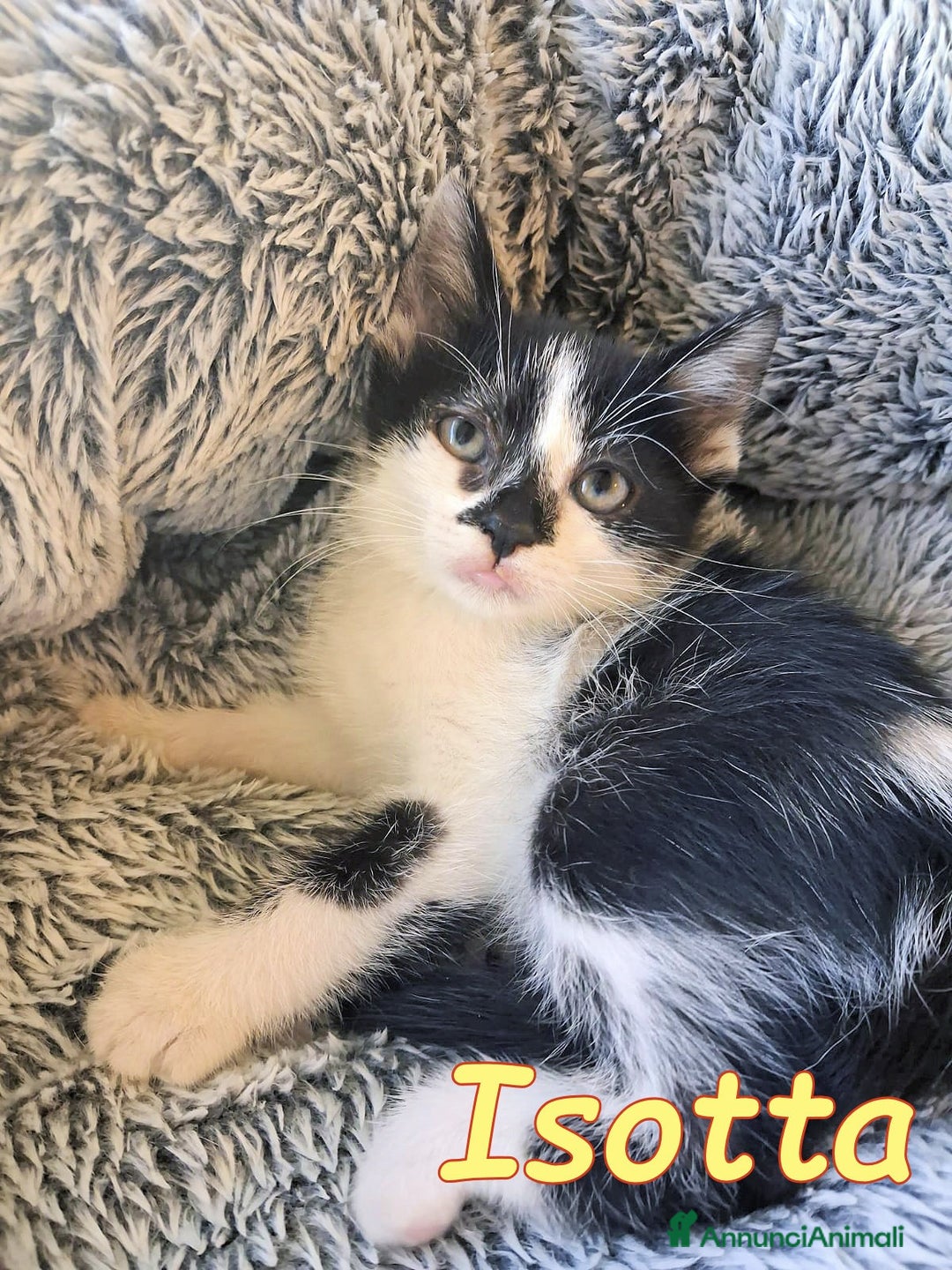 Europeo gatti in regalo: PICCINA e BELLISSIMA  ISOTTA🖤🤍 - Immagine 3