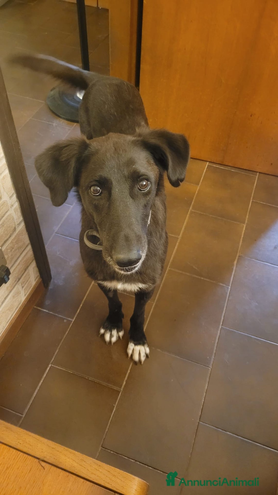 Meticcio cani in regalo: Dolcissima meticcia - BLACKY a Città Metropolitana di Milano - Annuncio 1