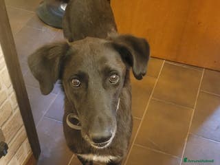 Meticcio cani Dolcissima meticcia - BLACKY a Città Metropolitana di Milano - Annuncio 5