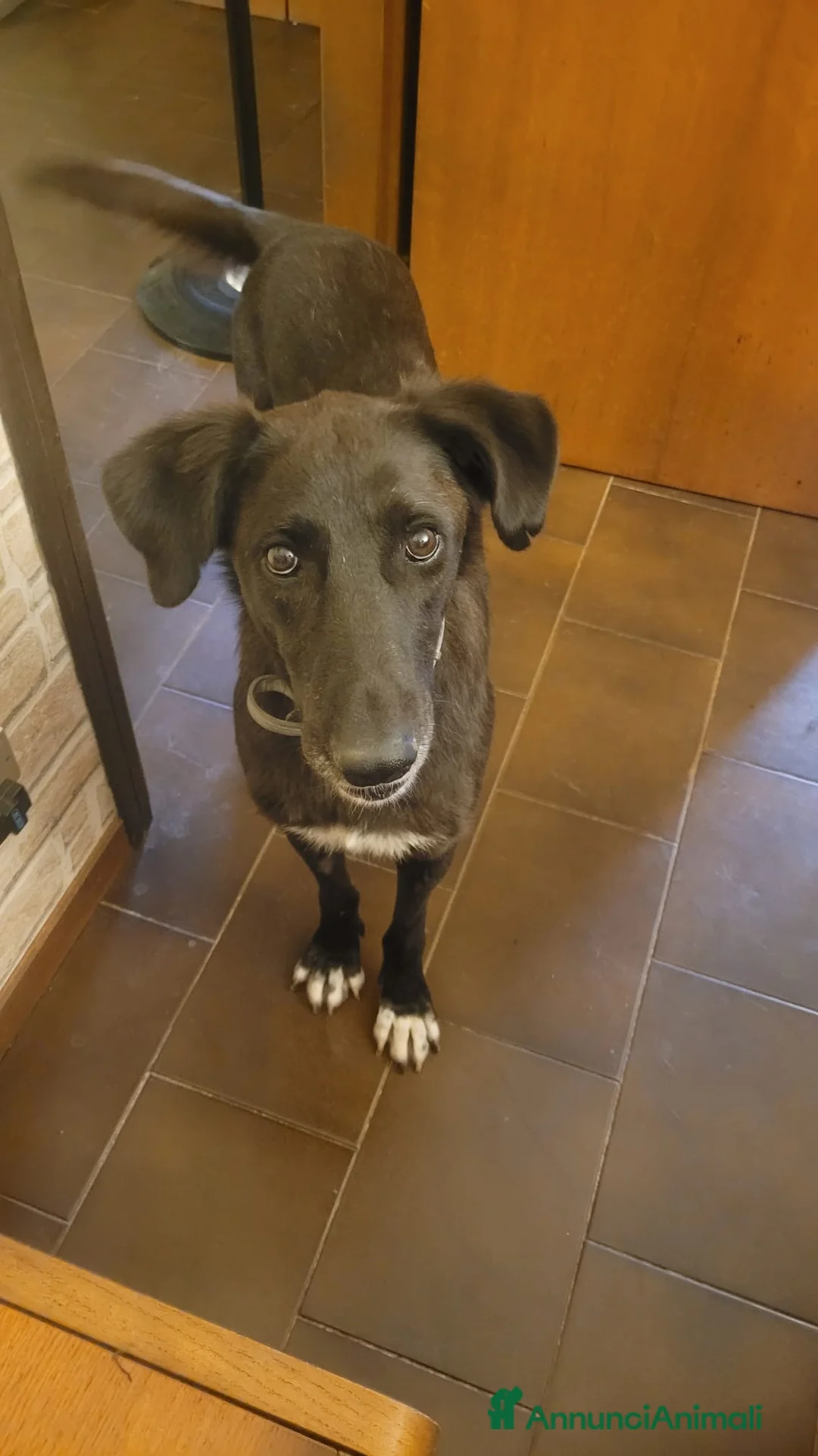 Meticcio cani in regalo: Dolcissima meticcia - BLACKY a Città Metropolitana di Milano - Annuncio 1