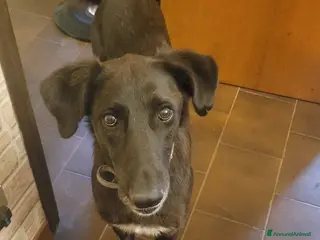 Meticcio cani Dolcissima meticcia - BLACKY a Città Metropolitana di Milano - Annuncio 37