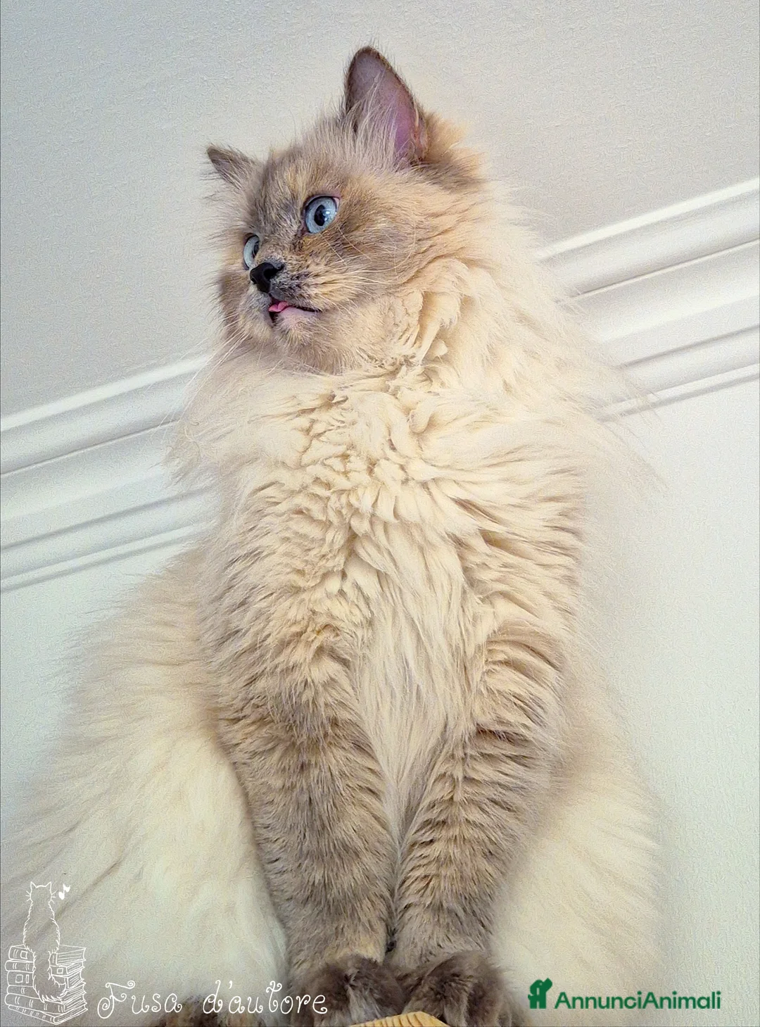 Siberiano gatti in vendita: Gattina siberiana neva masquerade  a Provincia di Perugia - Annuncio 13