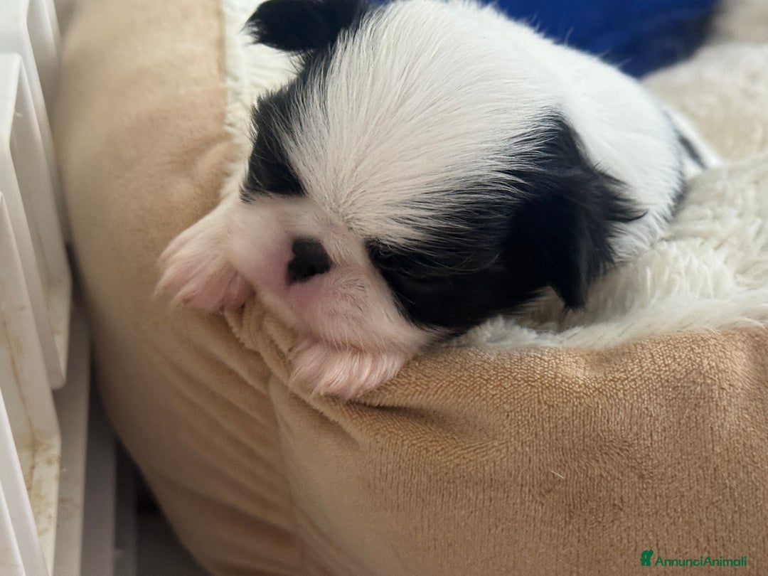 Immagine della galleria {{count}}