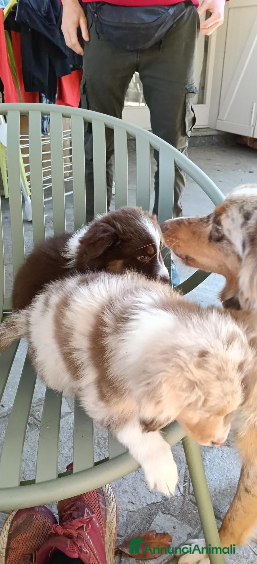 Australian Shepherd cani in vendita: cuccioli pastore australiano  - Annuncio 2