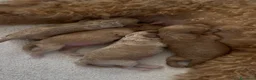 Barboncino cani in vendita: Barboncini toy - Annuncio 2