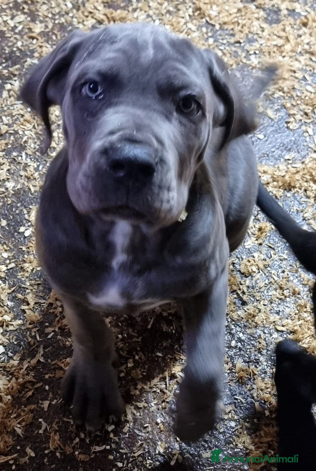 Cane Corso cani in vendita: Cuccioli di cane corso - Annuncio 3