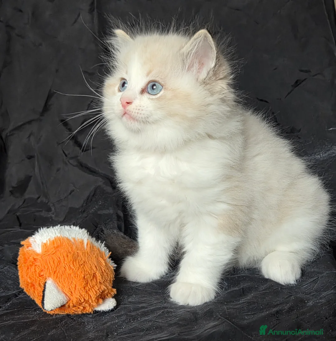 Ragdoll gatti in vendita: Cuccioli di Ragdoll di alta genealogia  - Annuncio 2