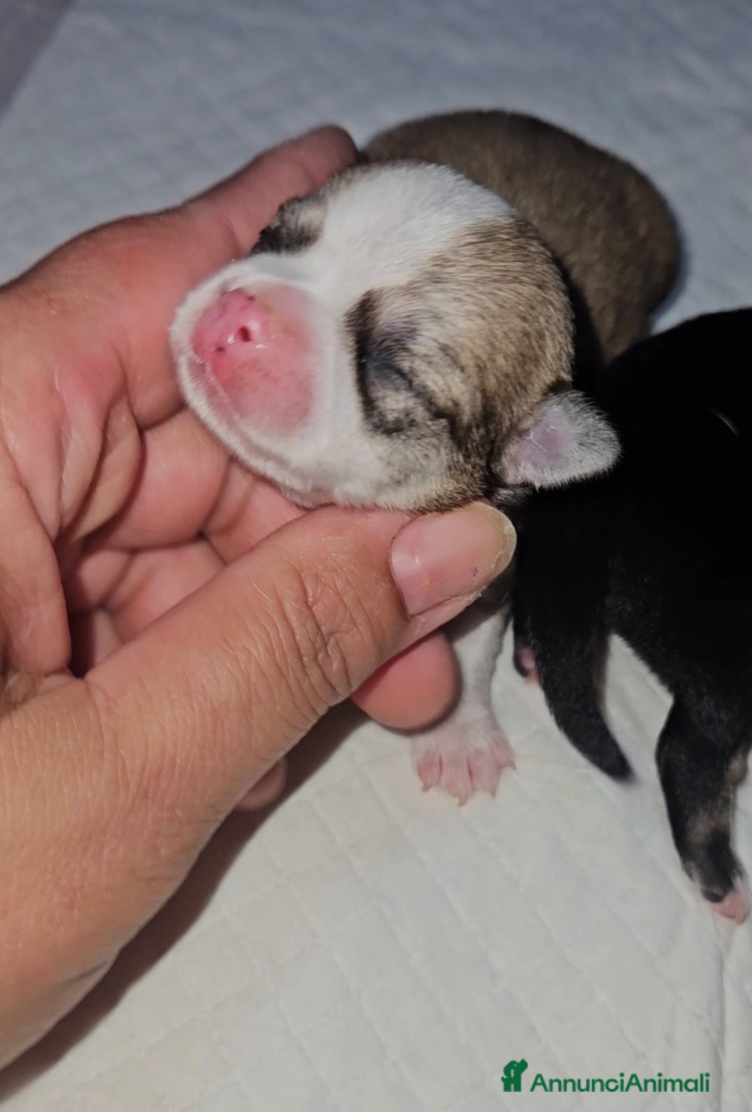 Chihuahua cani in vendita: Chihuahua toy pedigree Enci  - Annuncio 6