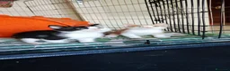 Meticcio gatti in regalo: Sole adorabile gattino a Città Metropolitana di Bologna - Annuncio 3
