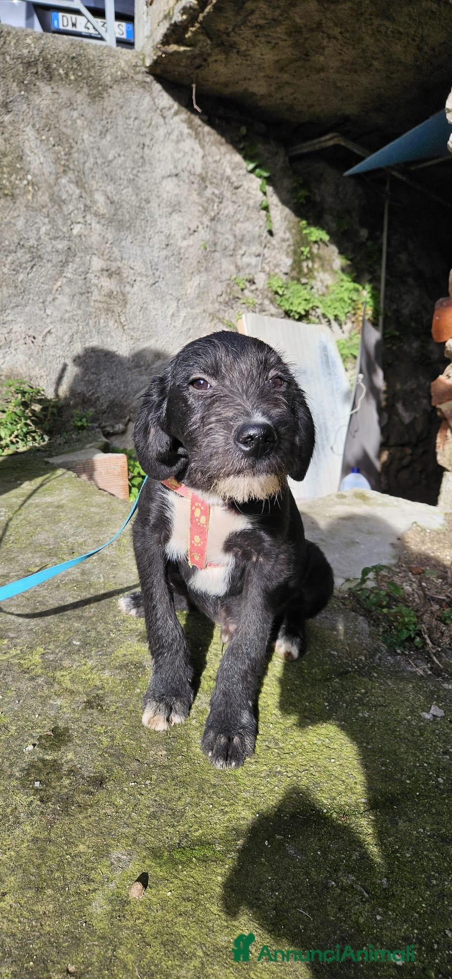 Meticcio cani SOLE ASPETTA UNA MAMMA  - Annuncio 1