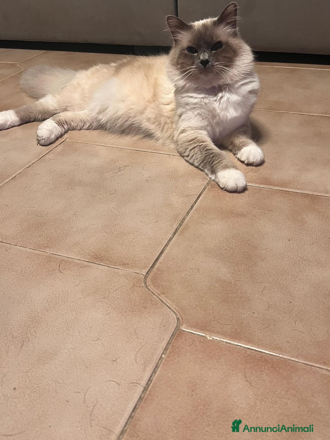 Sacro di Birmania gatti per accoppiamento: Sacro di Birmania per monte a Città Metropolitana di Torino - Annuncio 4