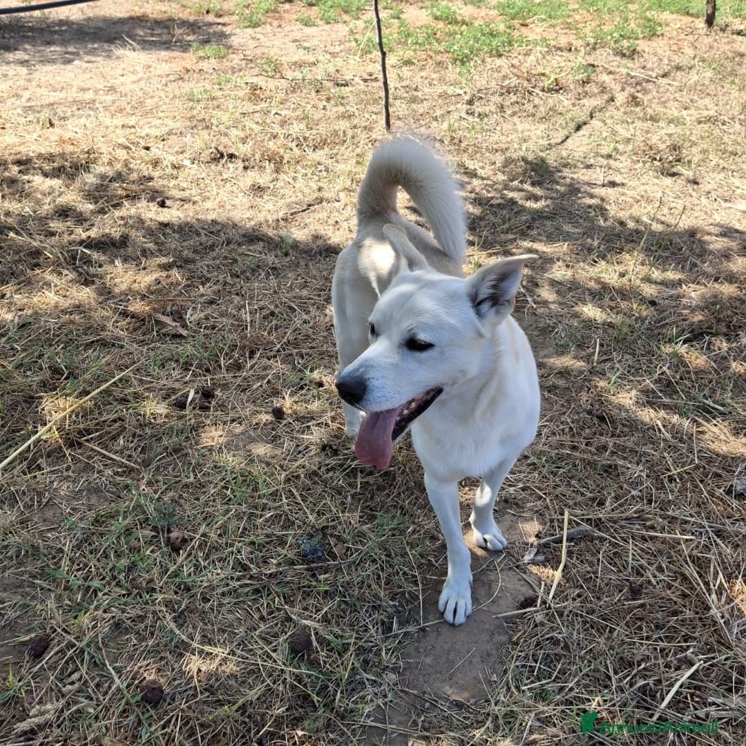 Meticcio cani in regalo: SHERLOCK 💙 -dolce cucciolone di cui innamorarsi😍 - Annuncio 2