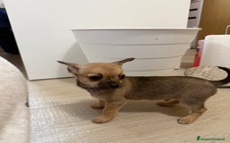 Chihuahua cani in vendita: Vendo cuccioli di Chihuahua a Provincia di Varese - Immagine 4