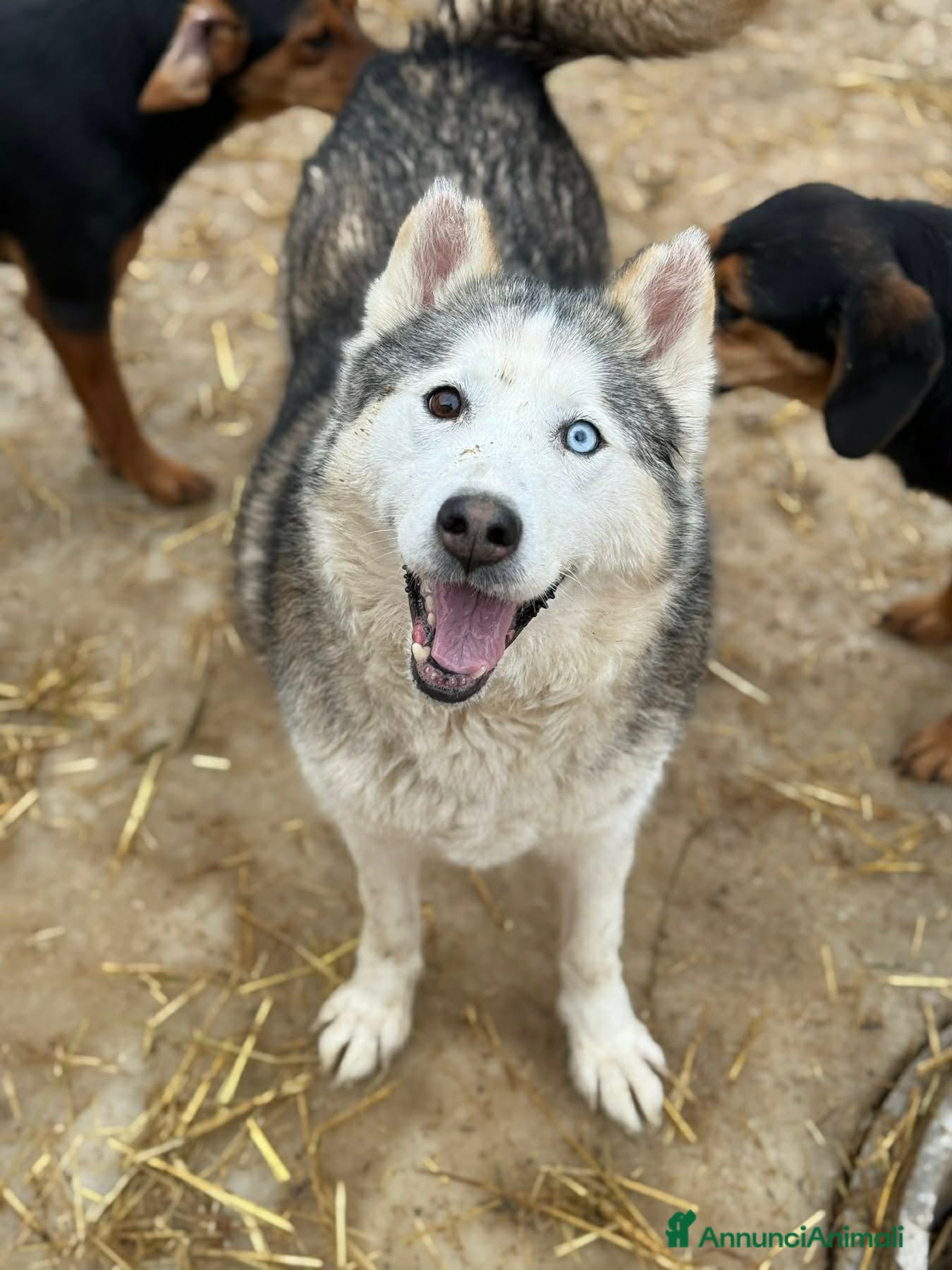 Husky cani ARYA, HUSKY tranquillona e tenerissima! - Annuncio 6