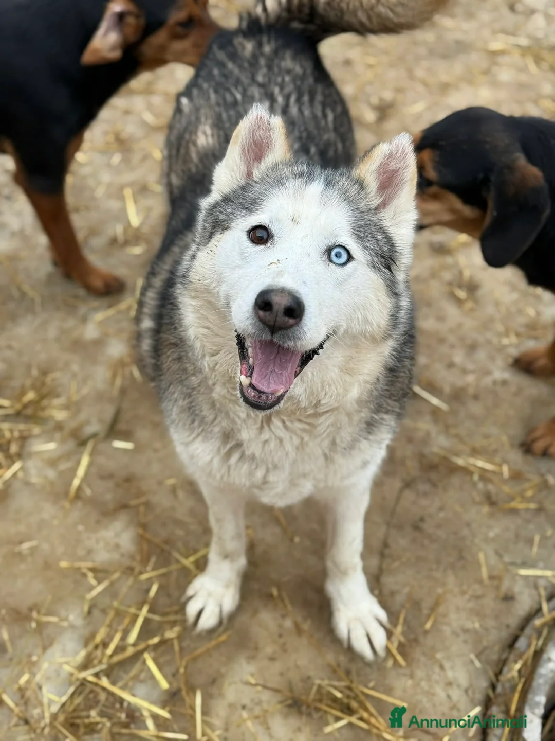 Husky cani in regalo: ARYA, HUSKY tranquillona e tenerissima! - Annuncio 1
