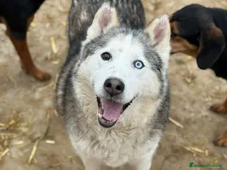 Husky cani ARYA, HUSKY tranquillona e tenerissima! - Annuncio 6