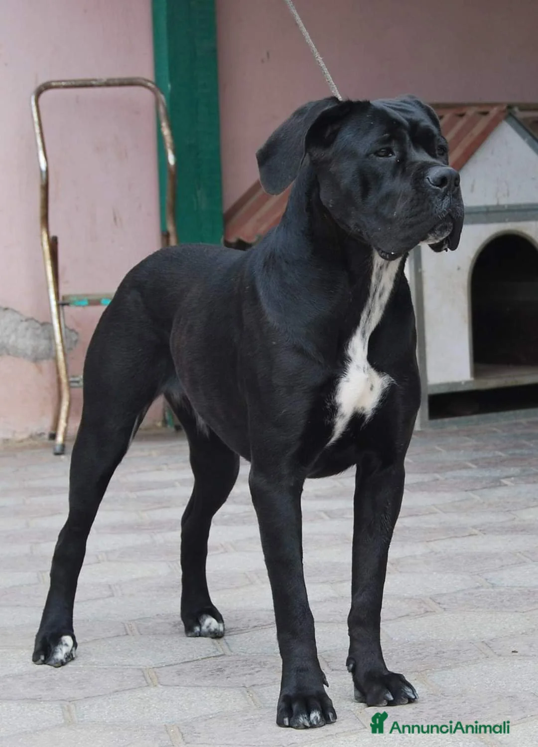 Immagine della galleria {{count}}