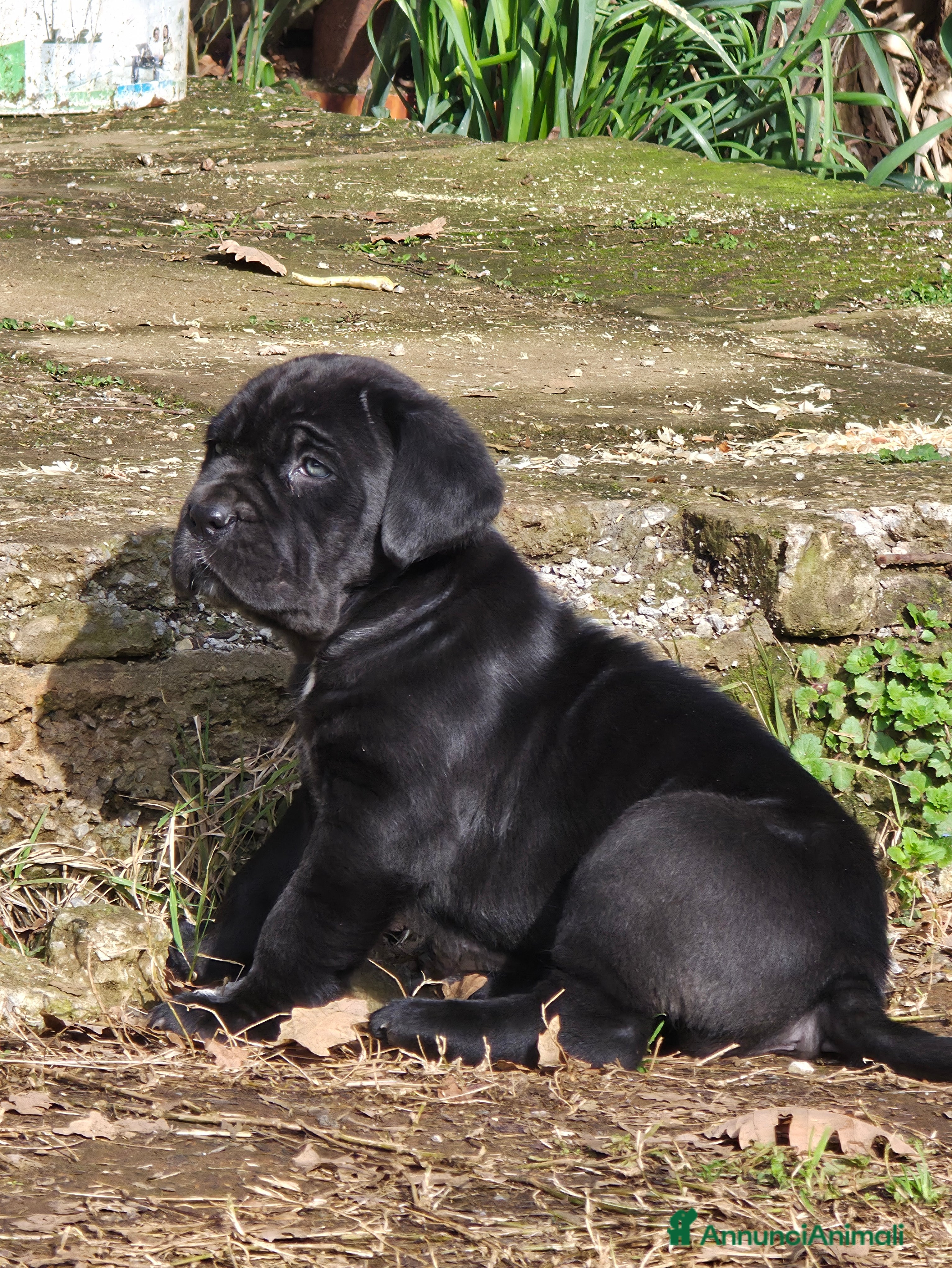 Mastino Napoletano cani Cuccioli di Mastino Napoletano - Annuncio 2