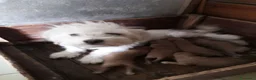 Maltipoo cani in vendita: Maltipo maschi e femmine  - Annuncio 4