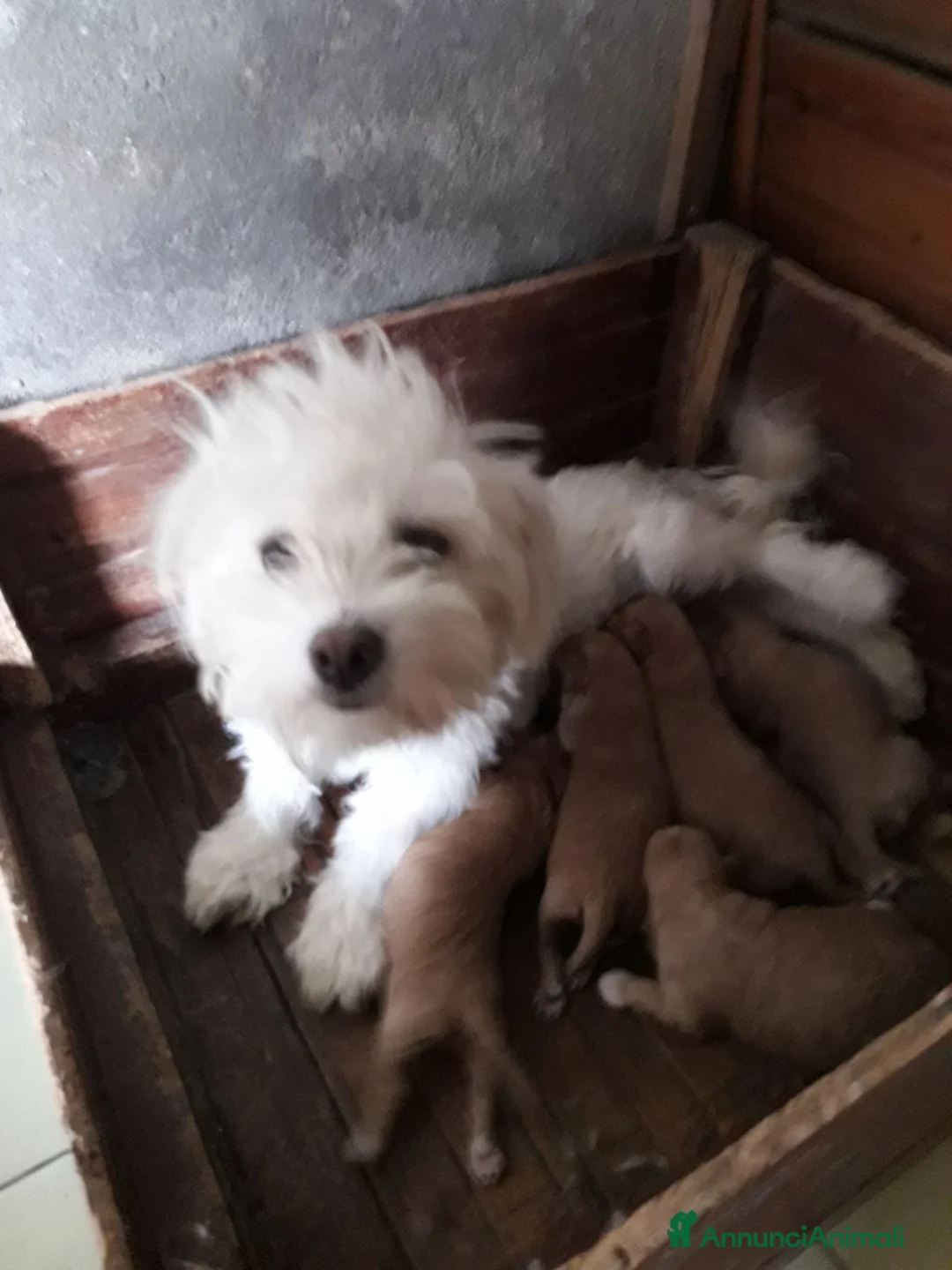 Maltipoo cani in vendita: Maltipo maschi e femmine  - Annuncio 4