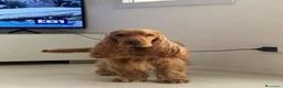 Cocker cani per accoppiamento: Fantastico cocker spaniel inglese   - Annuncio 2