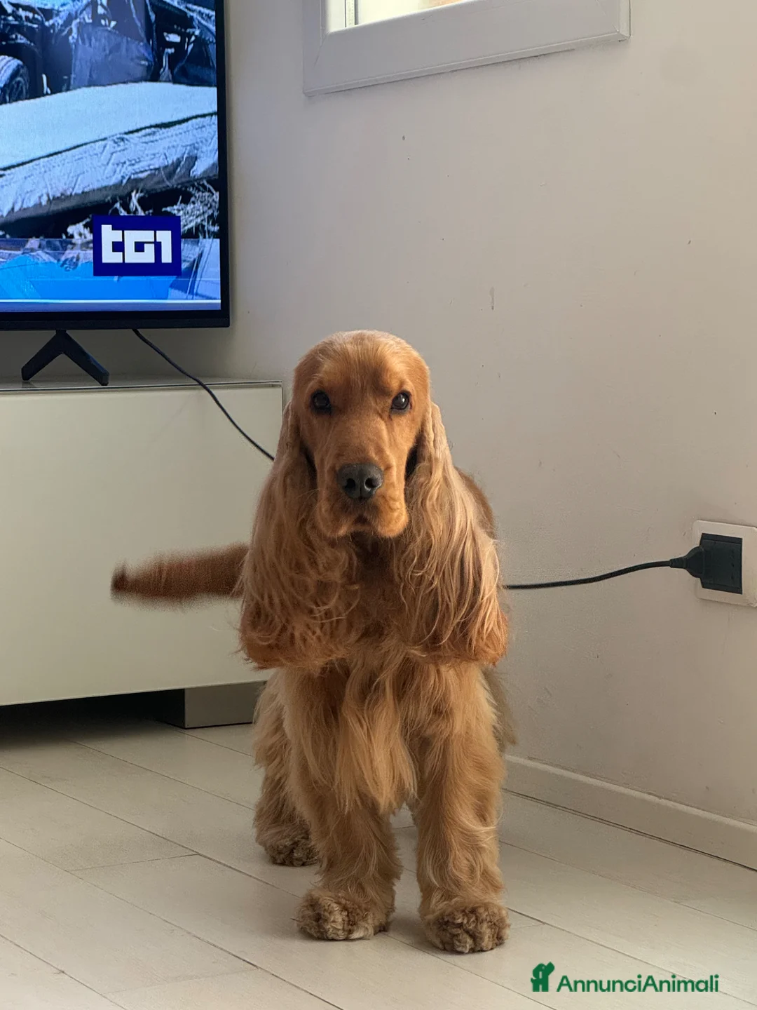 Cocker cani per accoppiamento: Fantastico cocker spaniel inglese   - Annuncio 2
