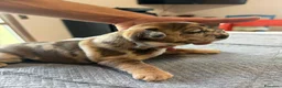 Bulldog Francese cani in vendita: bulldog francese  - Annuncio 5
