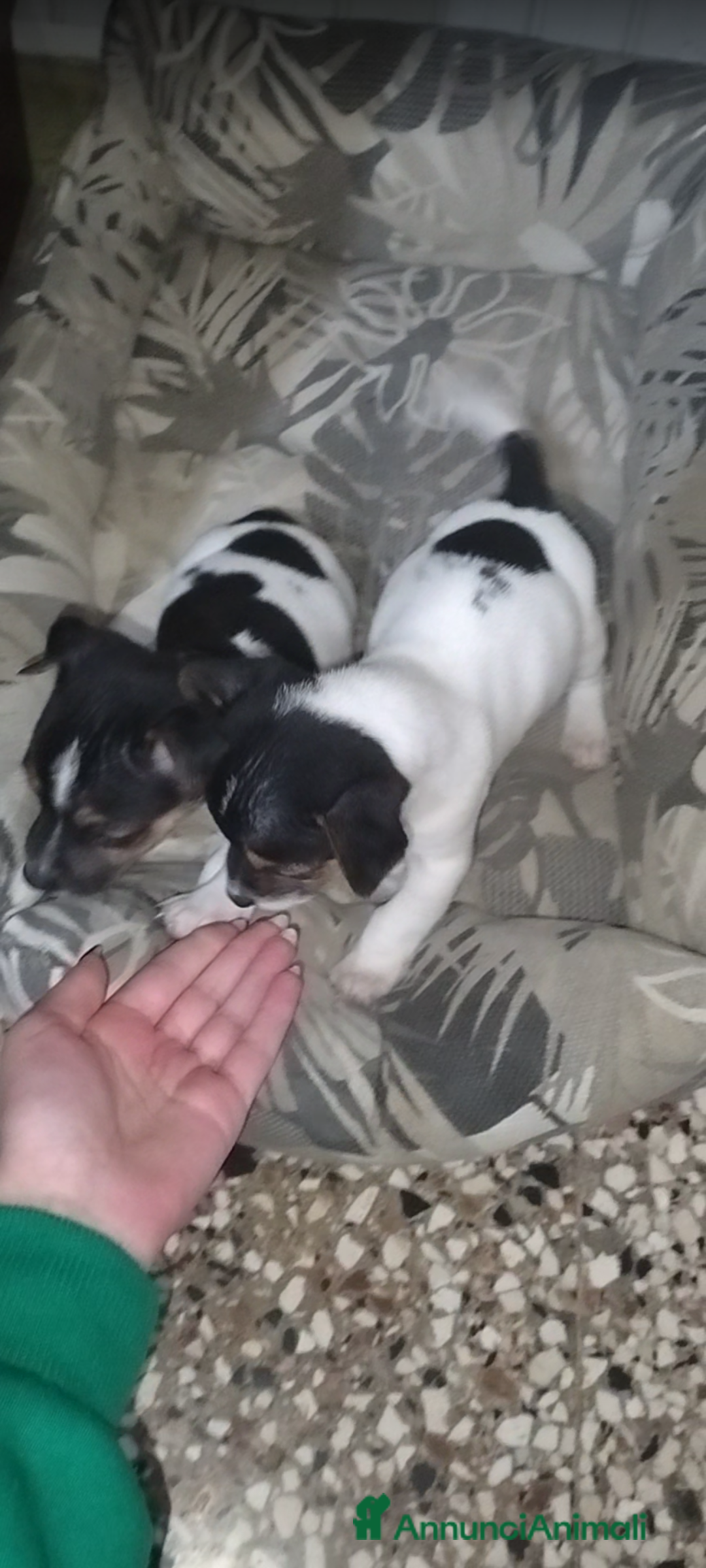 Jack Russell cani in vendita: Cuccioli jack russel  - Annuncio 4