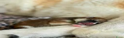 Akita Inu cani in vendita: Akita inu - Annuncio 3