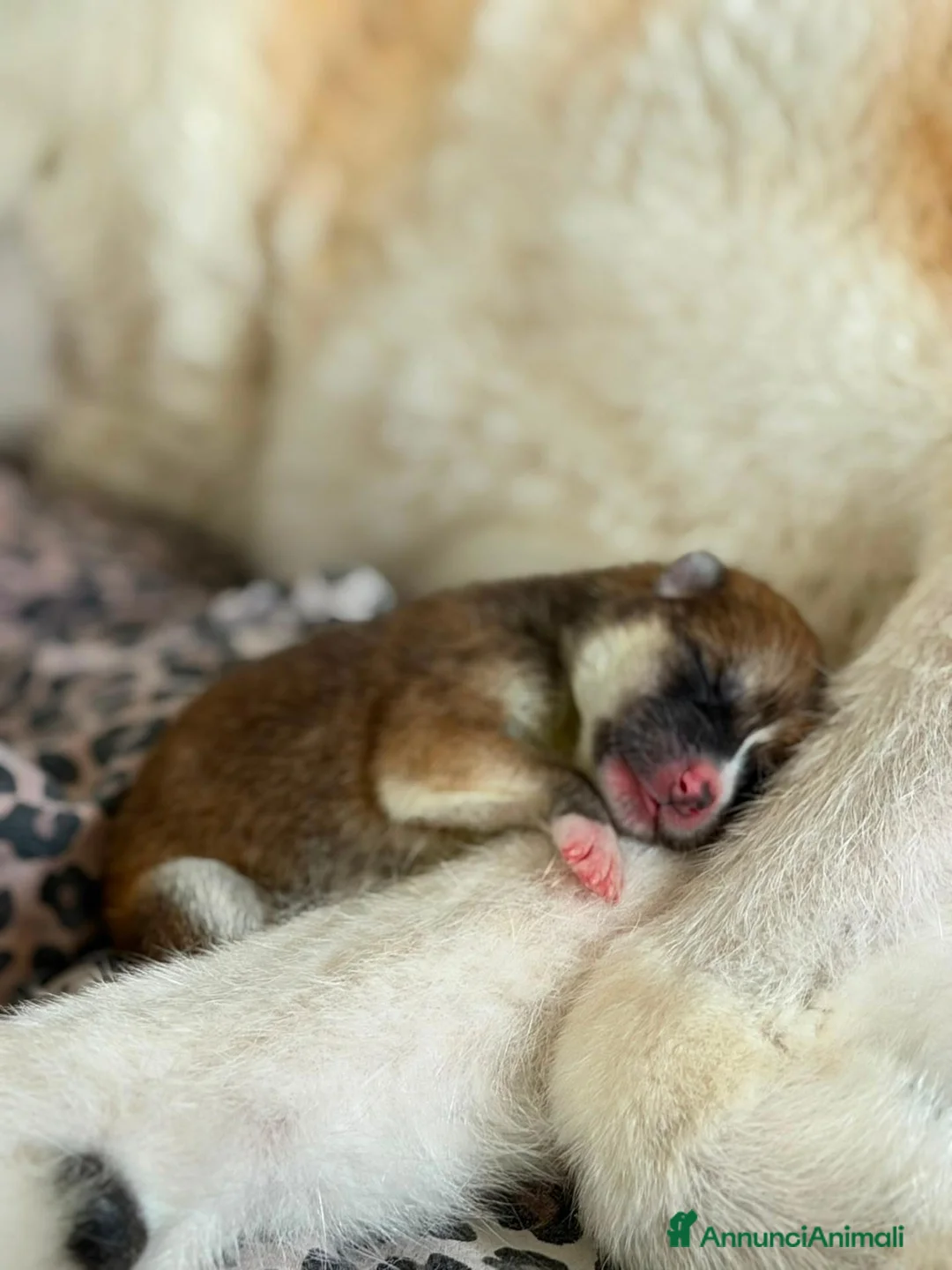 Akita Inu cani in vendita: Akita inu - Annuncio 3