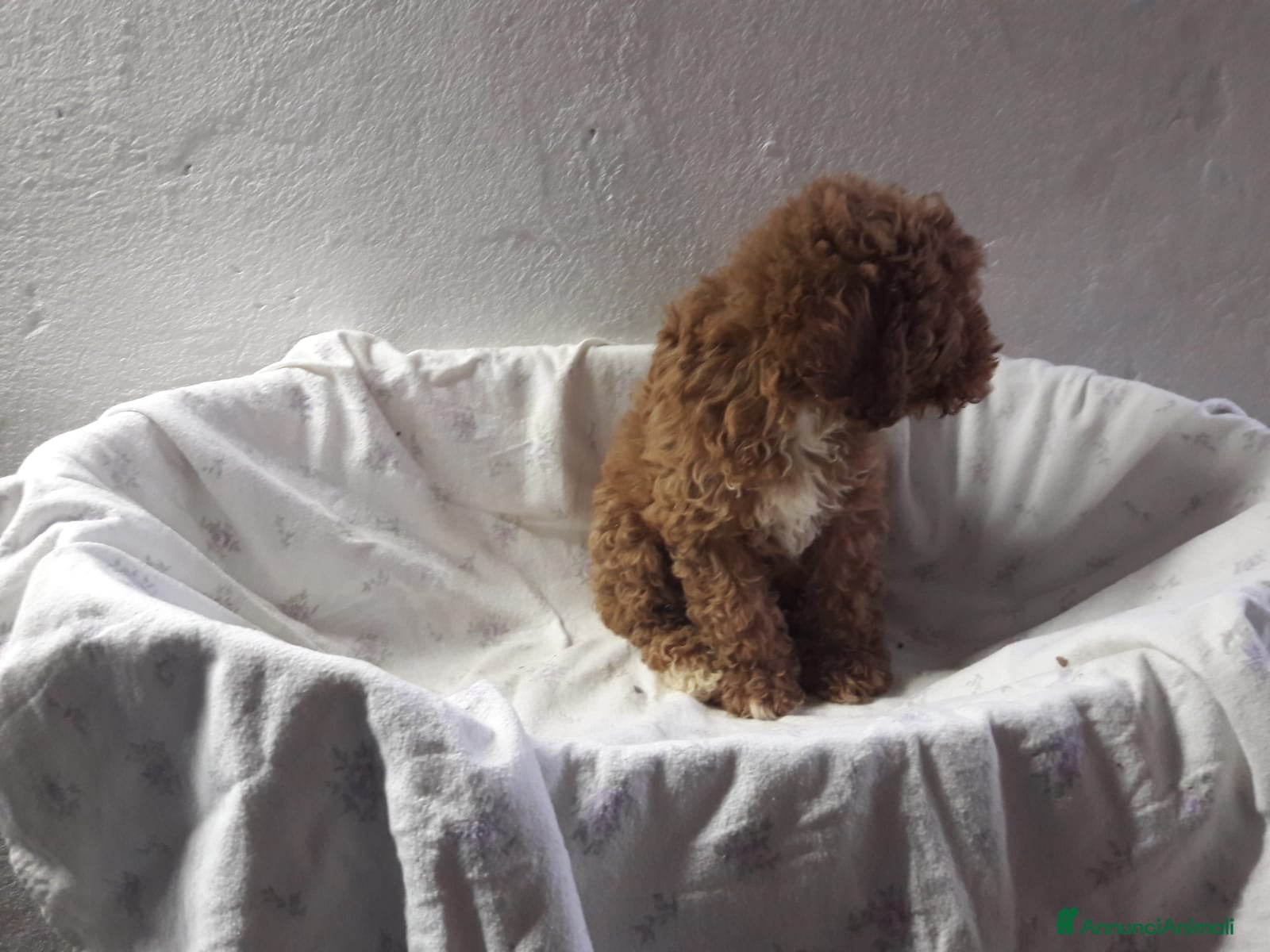 Barboncino cani Splendidi barboncini colori cioccolato - Annuncio 2