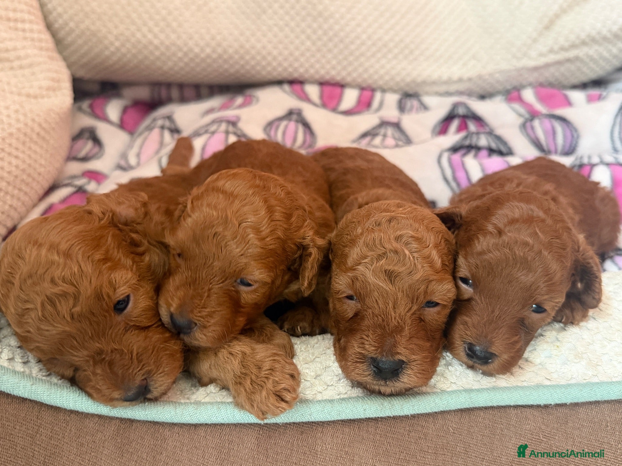 Barboncino cani Meravigliosi cuccioli di Barbone nano Red  - Annuncio 2
