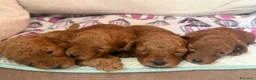 Barboncino cani in vendita: Meravigliosi cuccioli di Barbone nano Red  - Annuncio 2